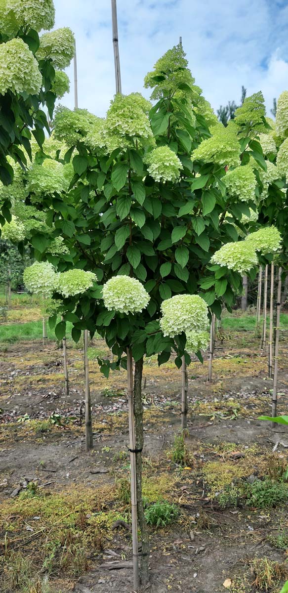 Hydrangea paniculata 'Limelight' op stam op stam