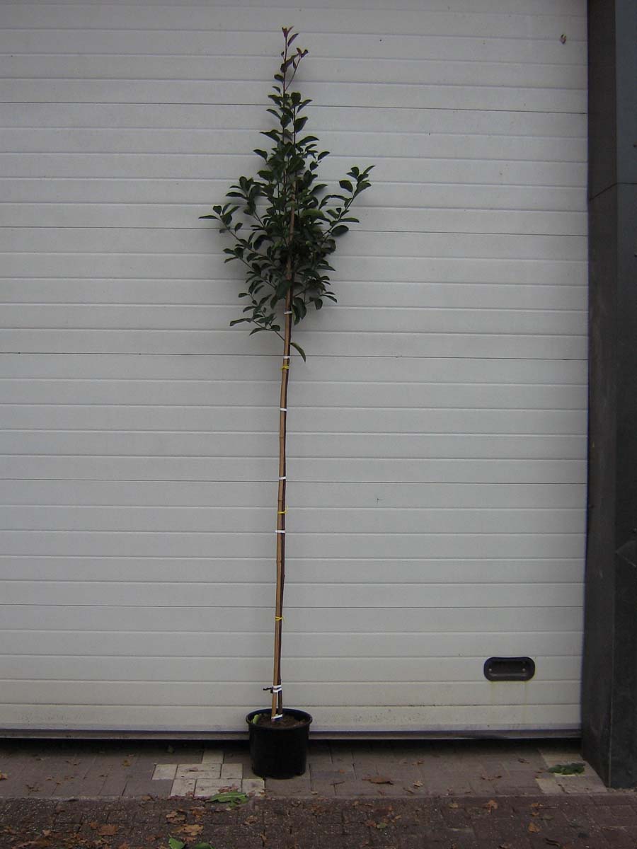 Photinia fraseri 'Red Robin' auf Stamm