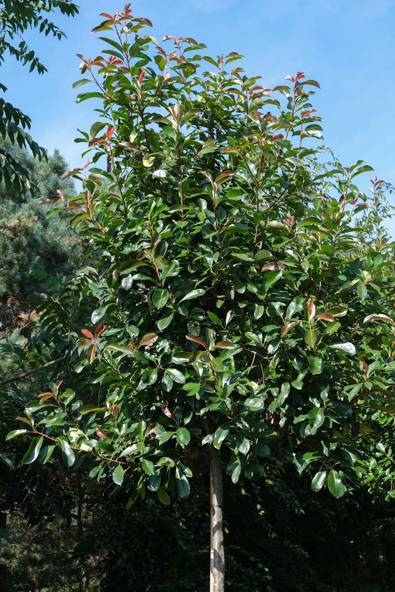 Photinia fraseri 'Red Robin' op stam op stam