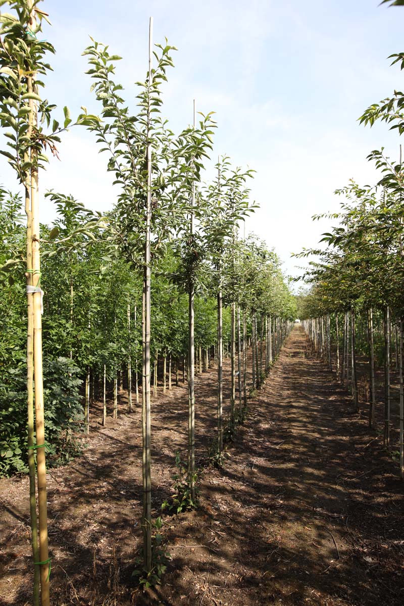 Photinia villosa op stam op stam