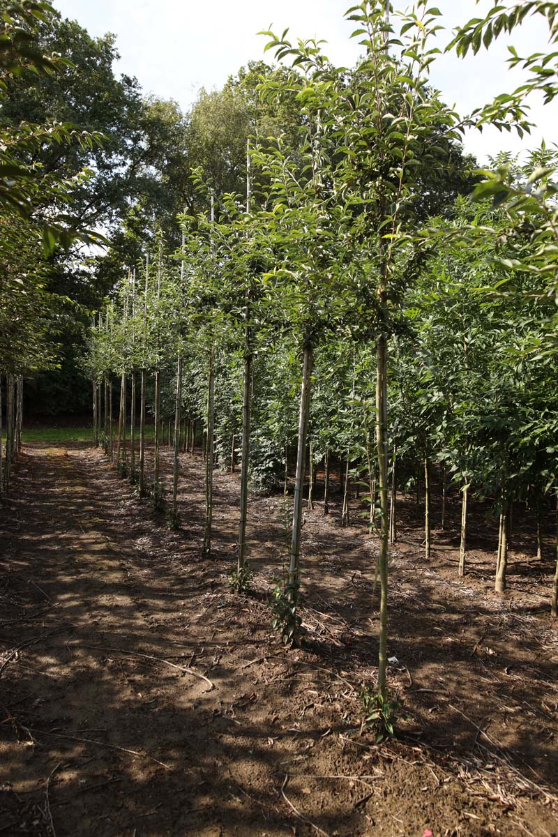 Photinia villosa op stam op stam