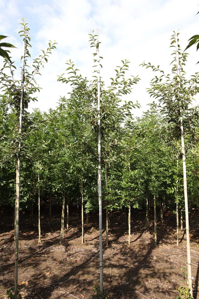 Photinia villosa op stam op stam