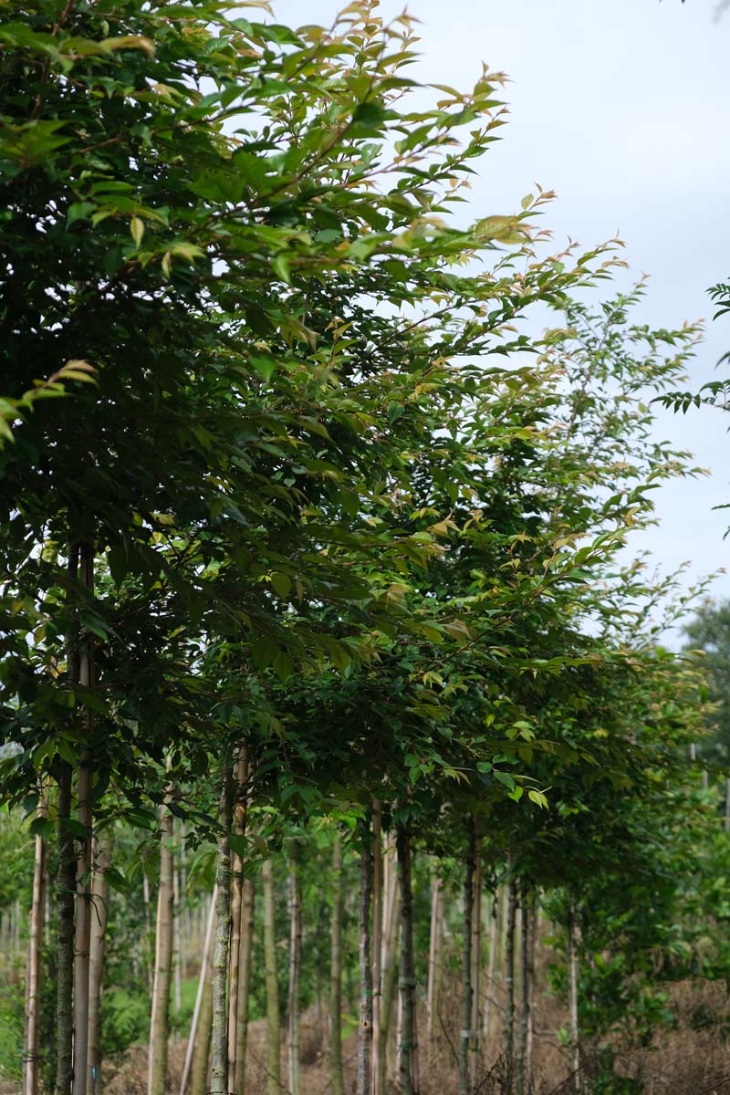 Prunus incisa 'February Pink' op stam op stam