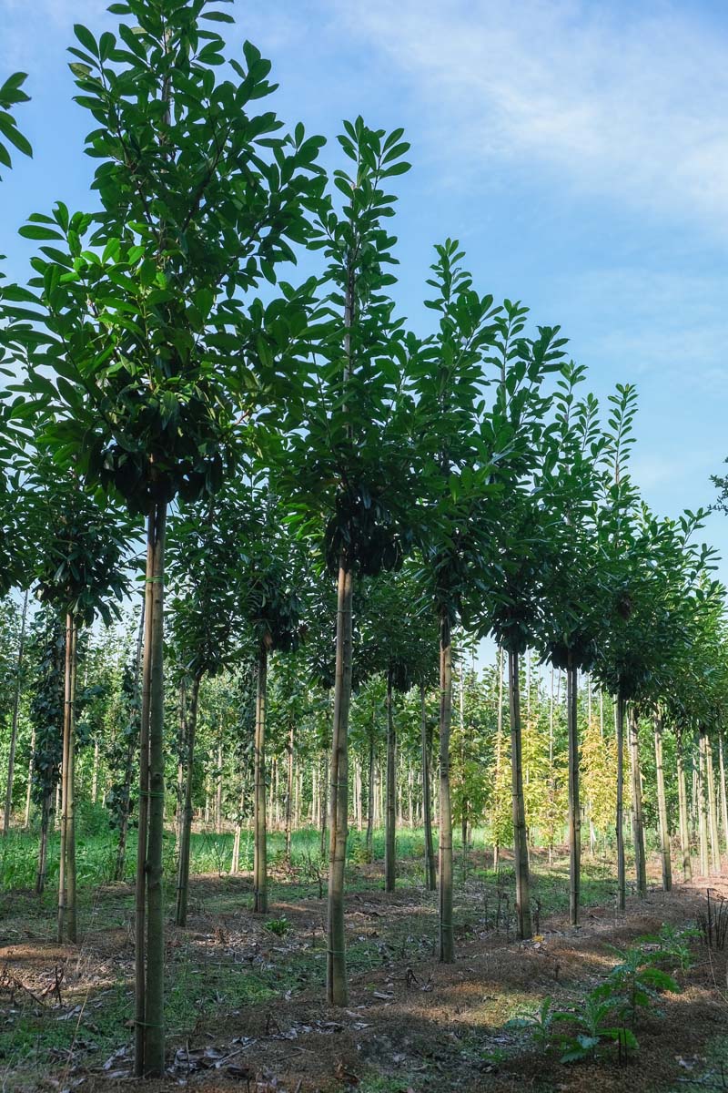 Prunus laurocerasus 'Novita' auf Stamm