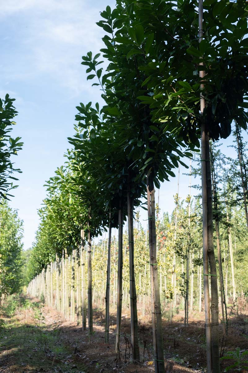 Prunus laurocerasus 'Novita' op stam op stam