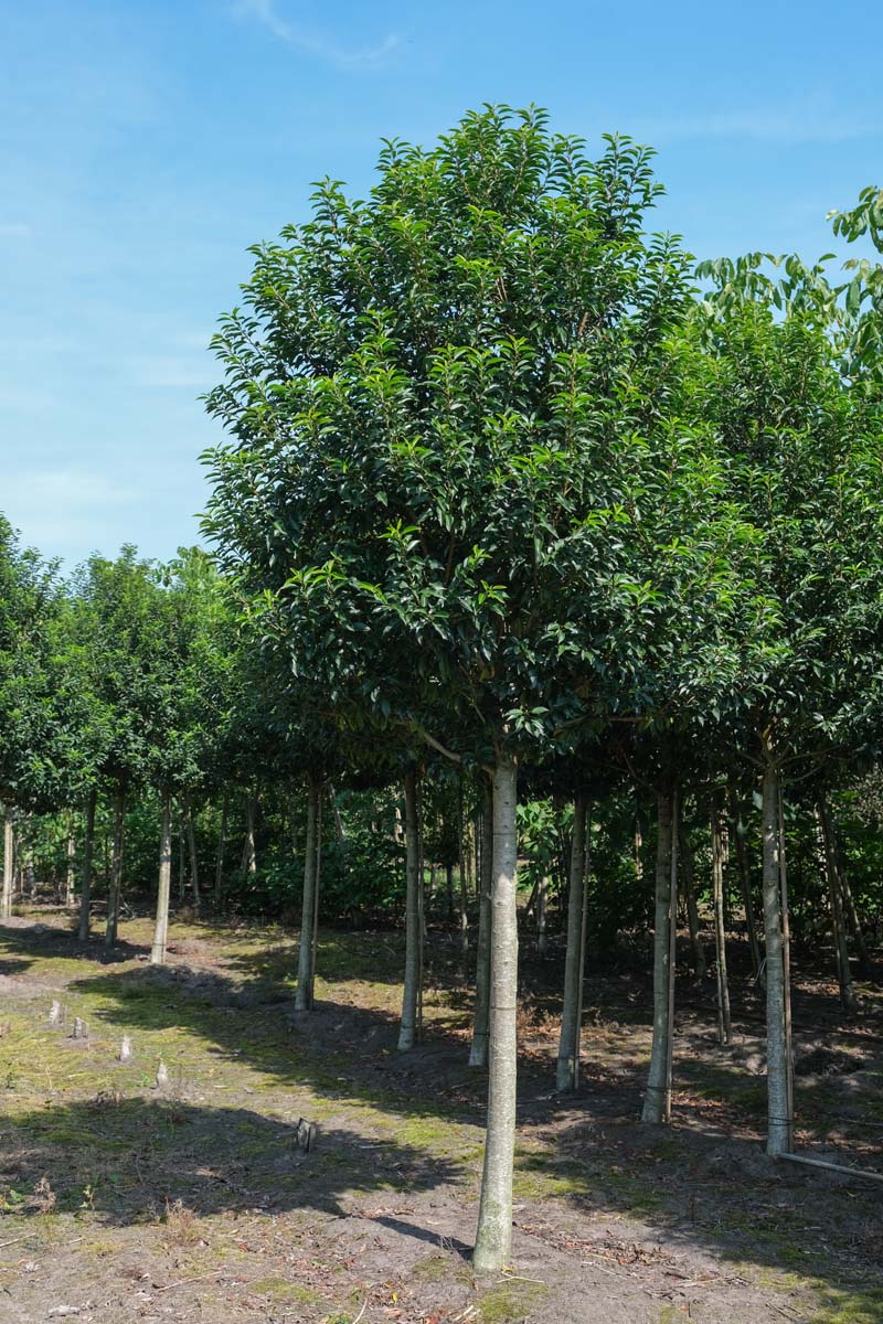 Prunus lusitanica 'Angustifolia' op stam op stam