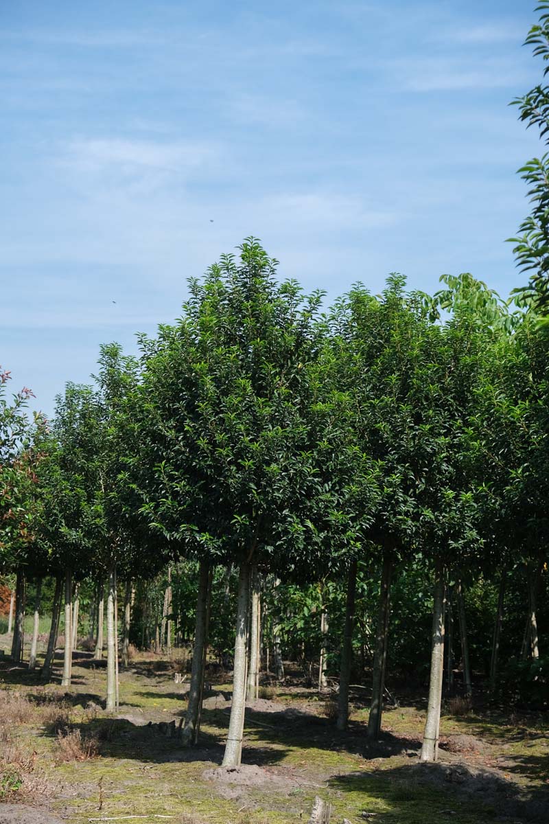 Prunus lusitanica 'Angustifolia' op stam op stam