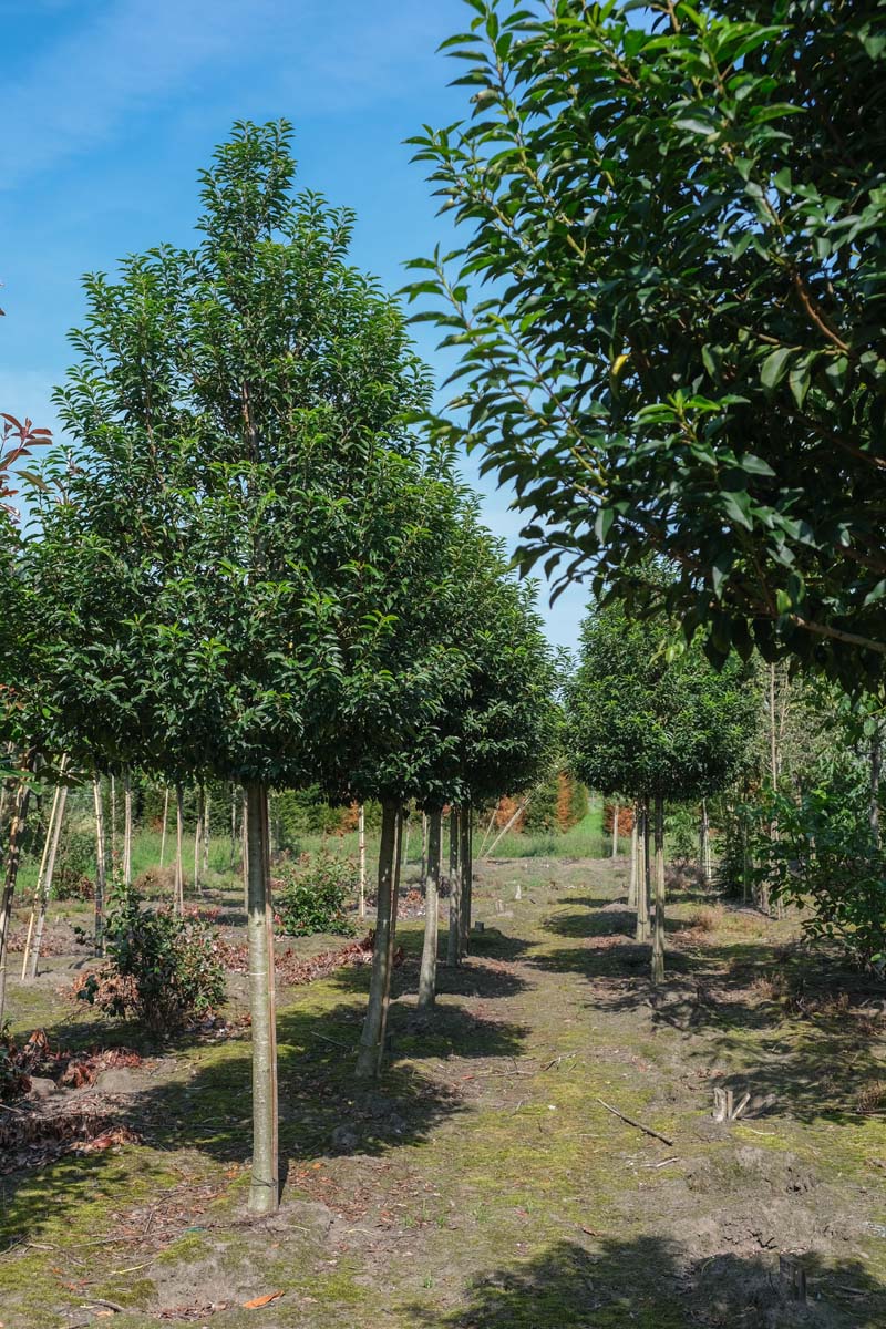 Prunus lusitanica 'Angustifolia' op stam op stam