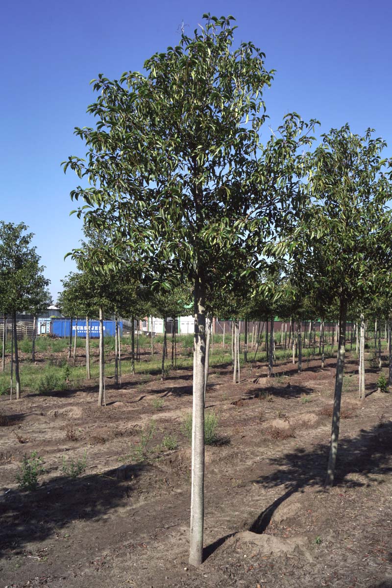 Prunus lusitanica 'Angustifolia' op stam op stam