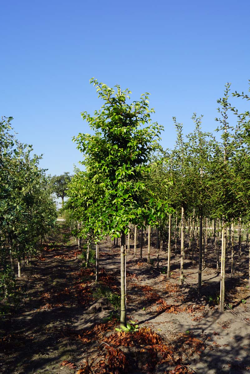 Prunus lusitanica 'Ybrazo01' op stam op stam