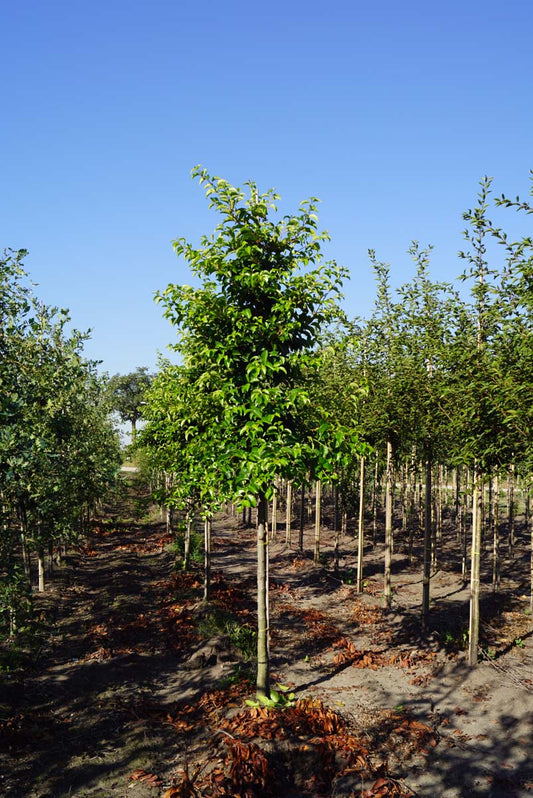 Prunus lusitanica 'Ybrazo01' op stam op stam
