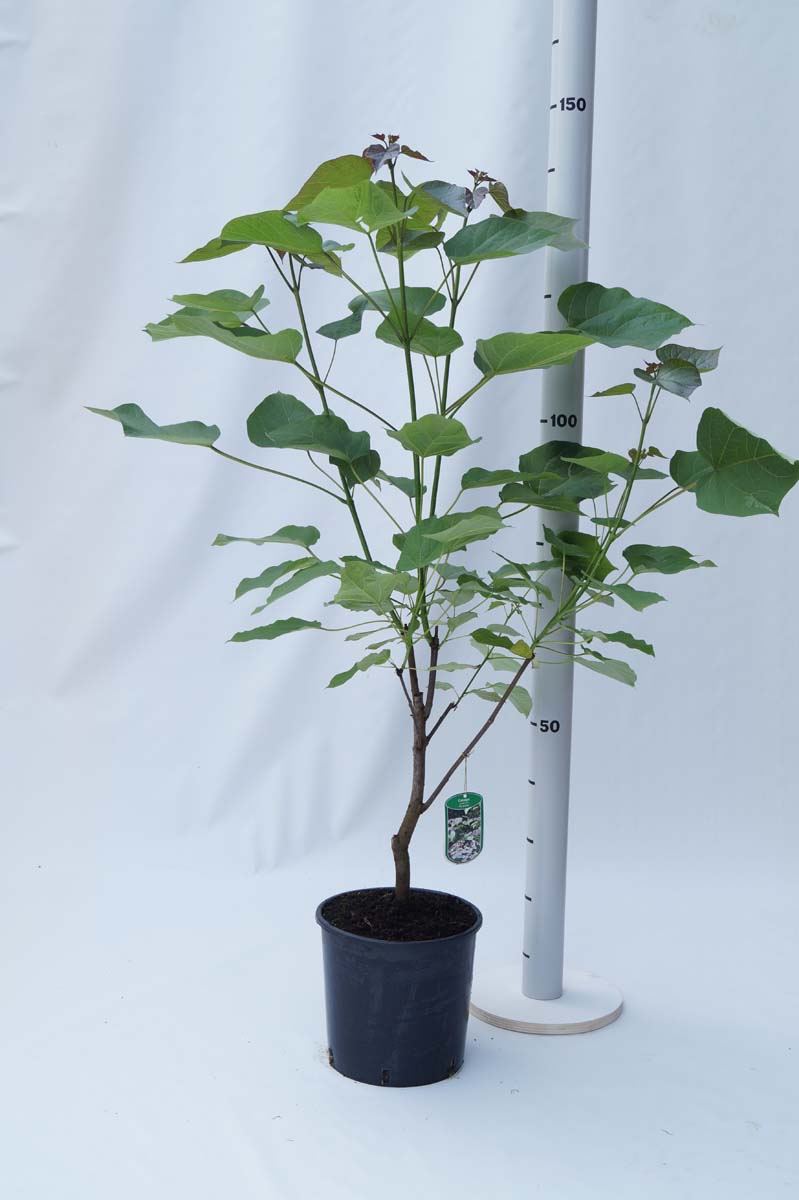 Catalpa erubescens 'Purpurea' Tuinplanten tuinplant