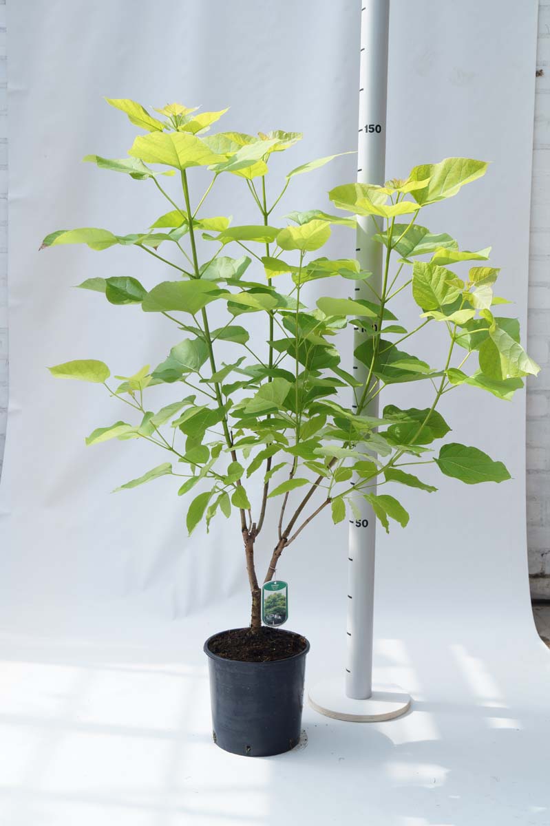 Catalpa bignonioides 'Aurea' Tuinplanten tuinplanten