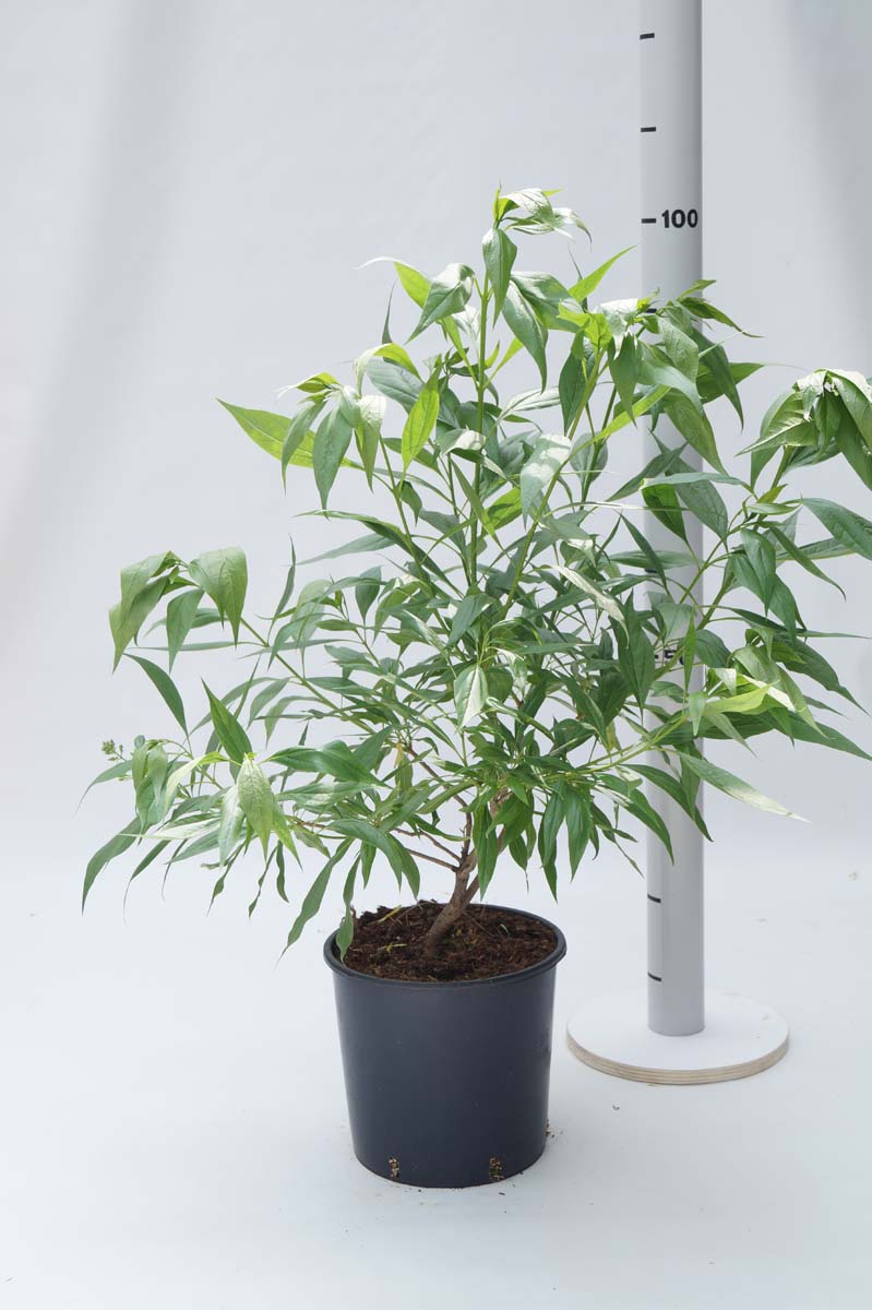 Chitalpa tashkentensis 'Minsum' Tuinplanten tuinplanten