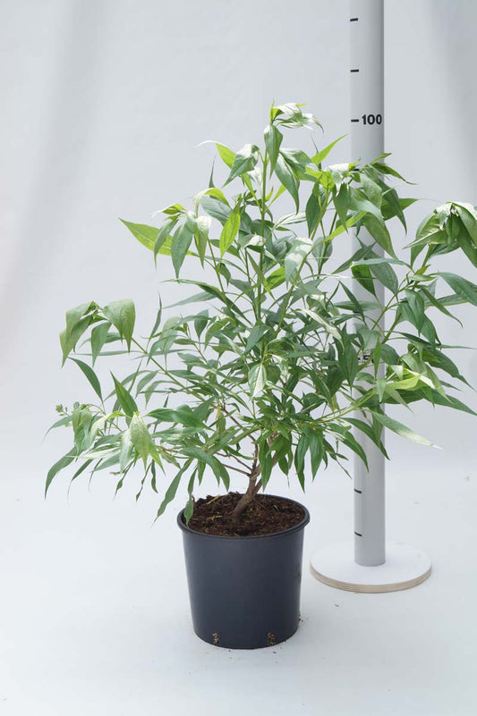 Chitalpa tashkentensis 'Minsum' Tuinplanten tuinplanten