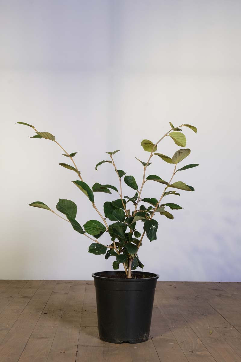 Hamamelis intermedia Tuinplanten tuinplanten