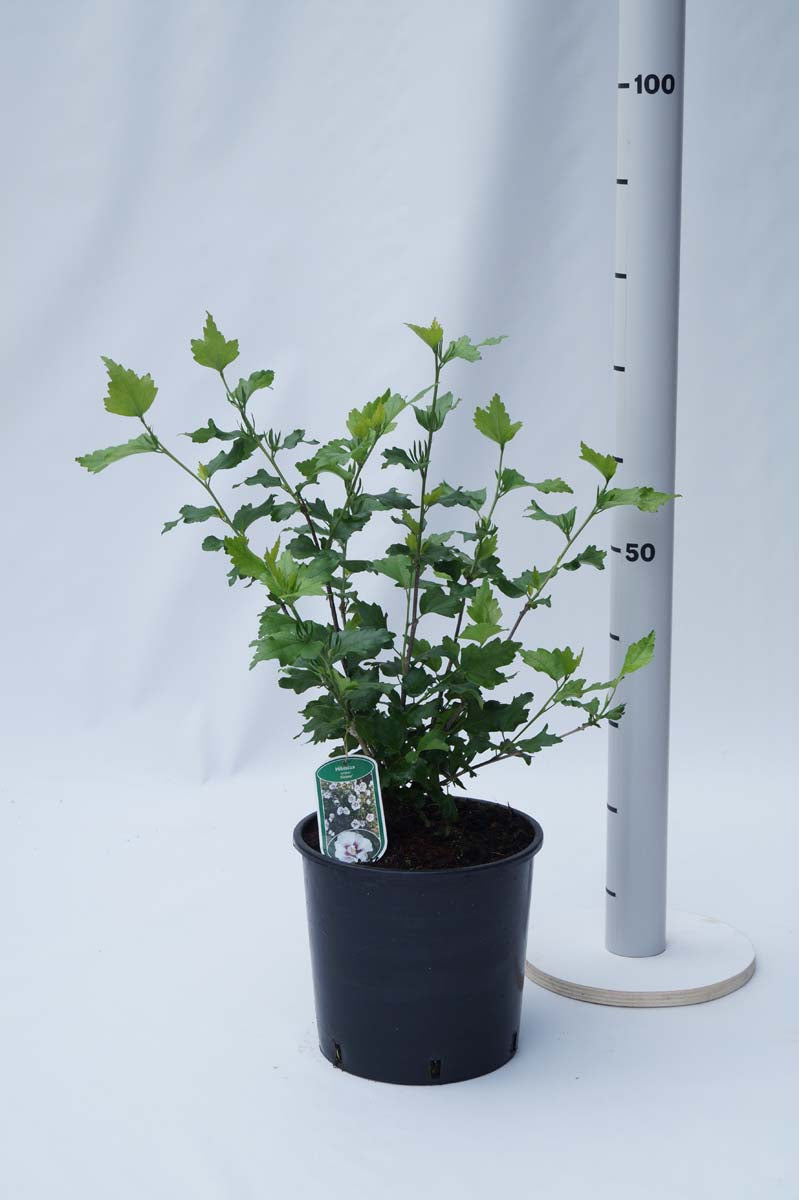 Hibiscus syriacus 'Helene' Tuinplanten tuinplanten