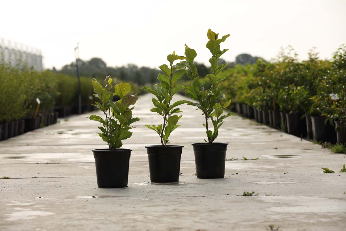 Magnolia 'Ricki' Tuinplanten tuinplanten