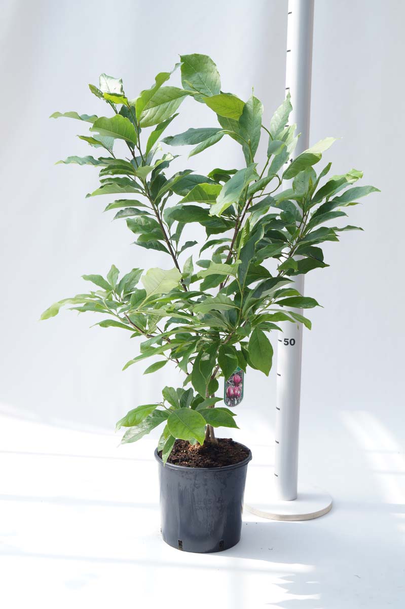 Magnolia soulangeana 'Rustica Rubra' Tuinplanten tuinplanten