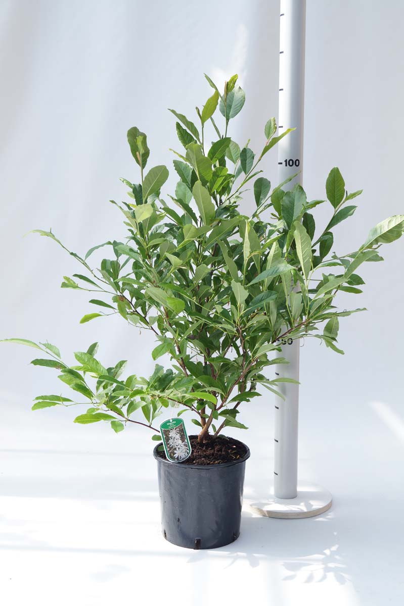 Magnolia stellata 'Royal Star' Tuinplanten tuinplanten