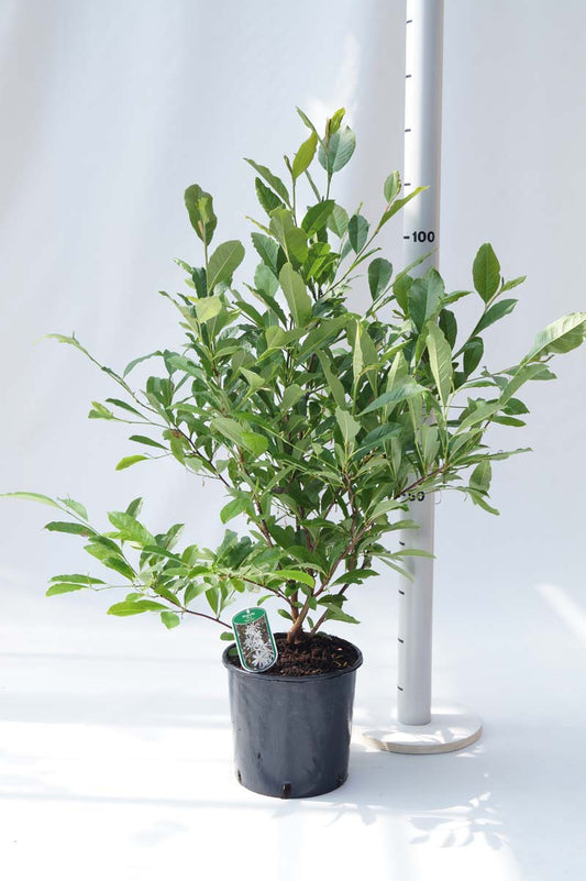 Magnolia stellata 'Royal Star' Tuinplanten tuinplanten