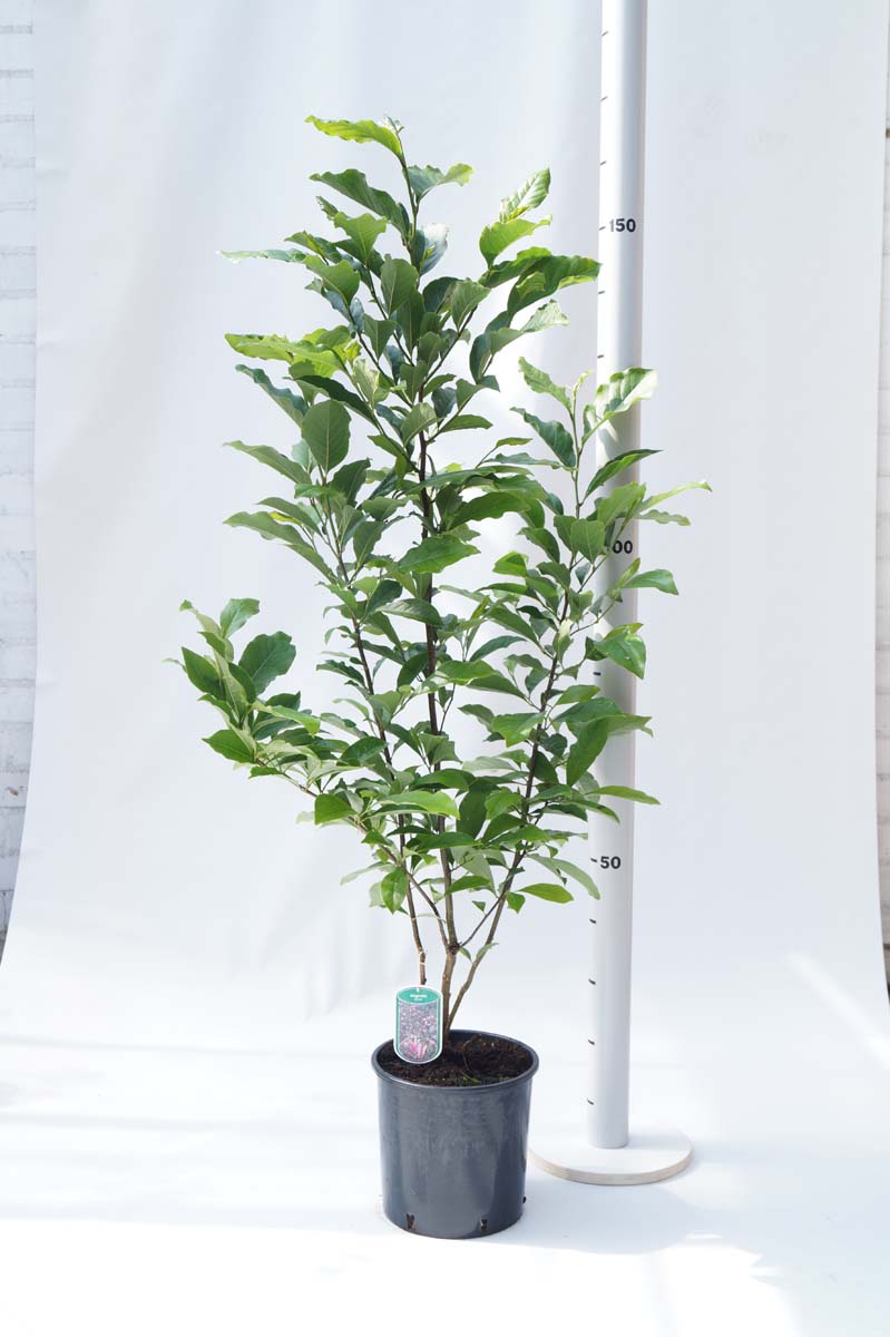 Magnolia 'Susan' Tuinplanten tuinplanten