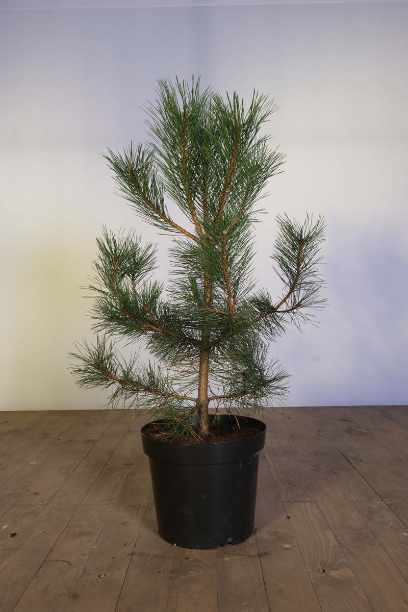 Pinus nigra Tuinplanten tuinplanten