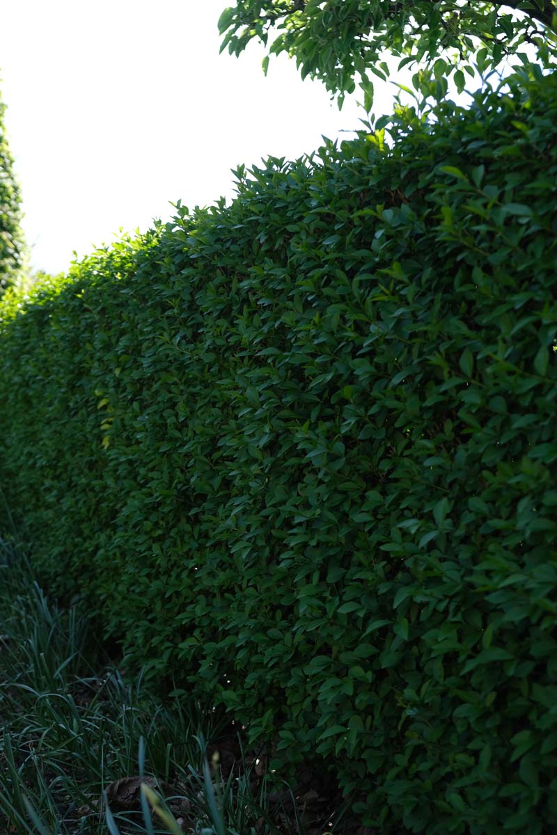 Ligustrum ovalifolium Heckenpflanze