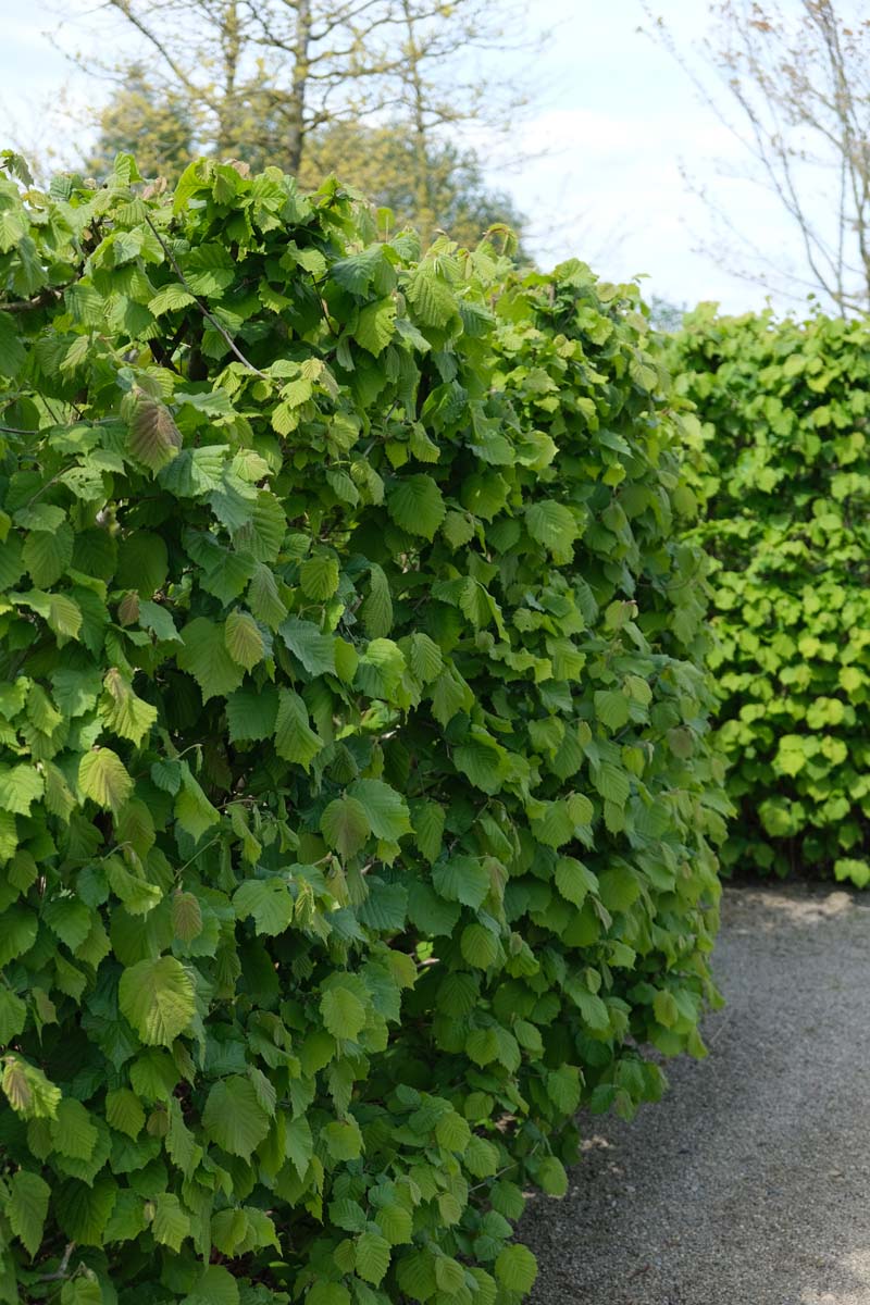 Corylus avellana haagplant haagplant