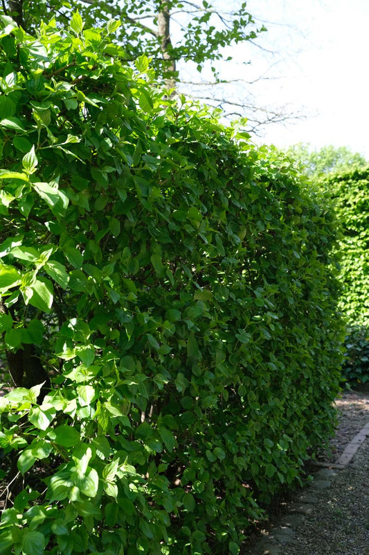 Cornus mas haagplant haagplant