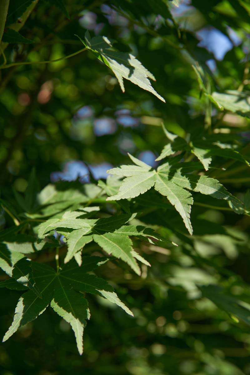 Acer palmatum 'Beni-tsukasa' meerstammig / struik blad