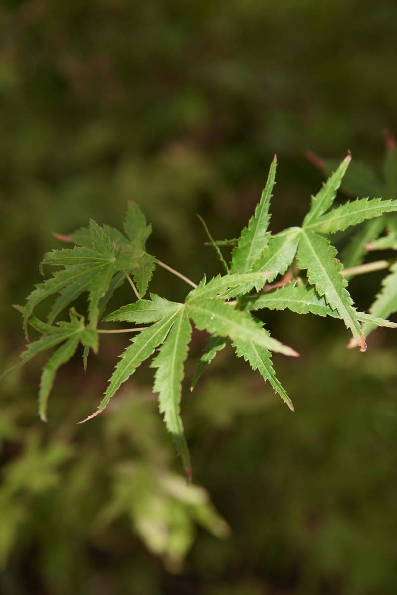Acer palmatum solitair blad