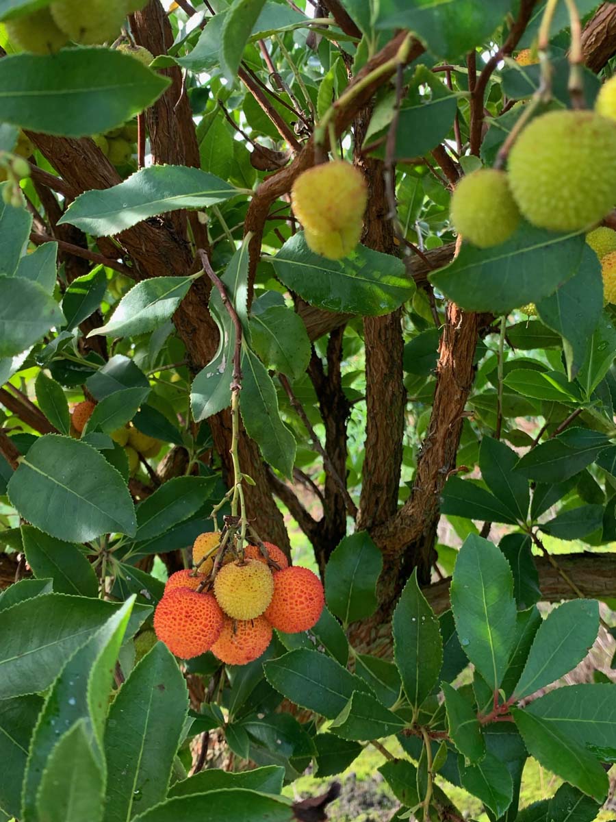 Arbutus unedo op stam vrucht