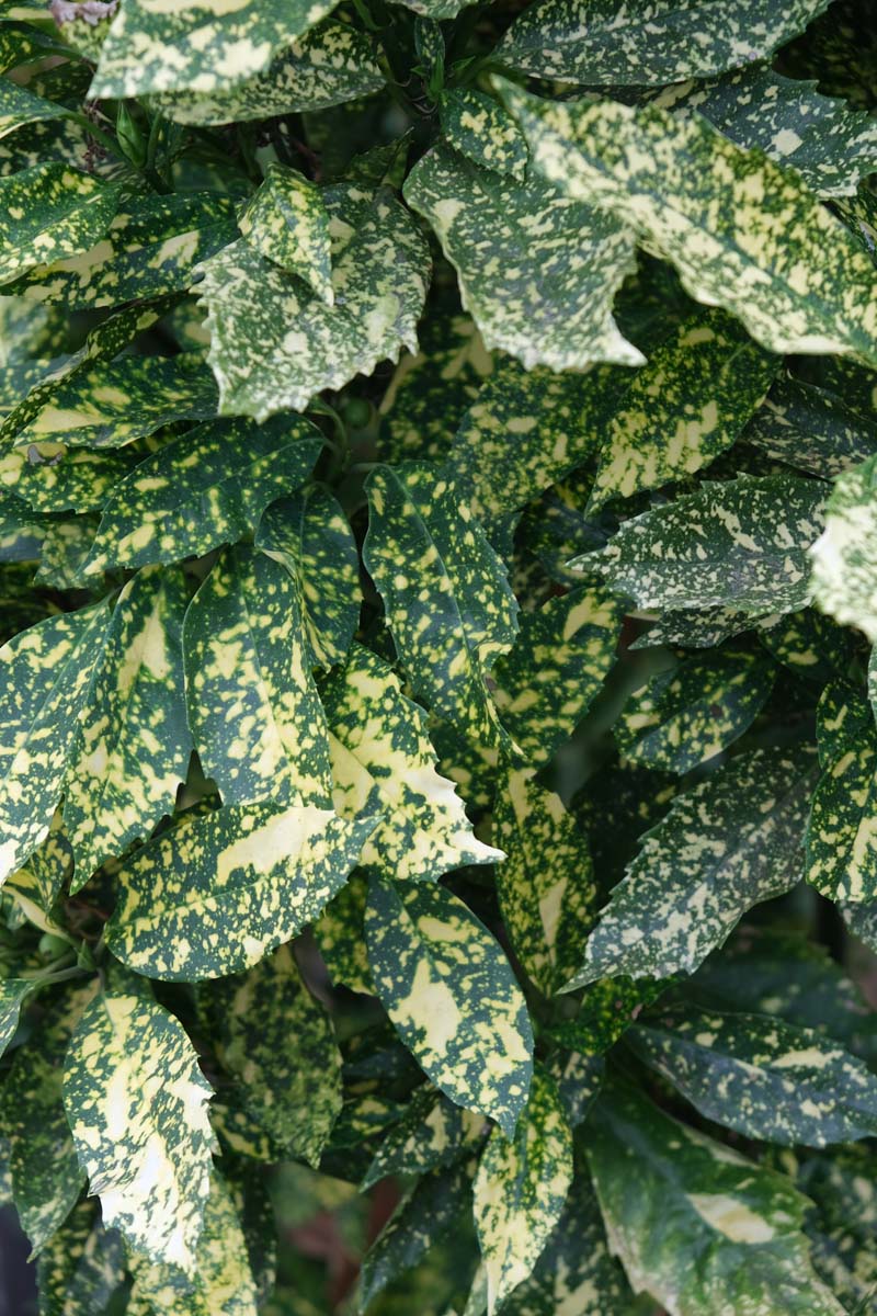 Aucuba japonica 'Variegata' Tuinplanten blad