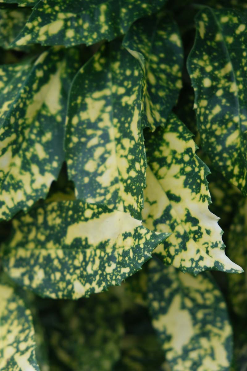 Aucuba japonica 'Variegata' Tuinplanten blad