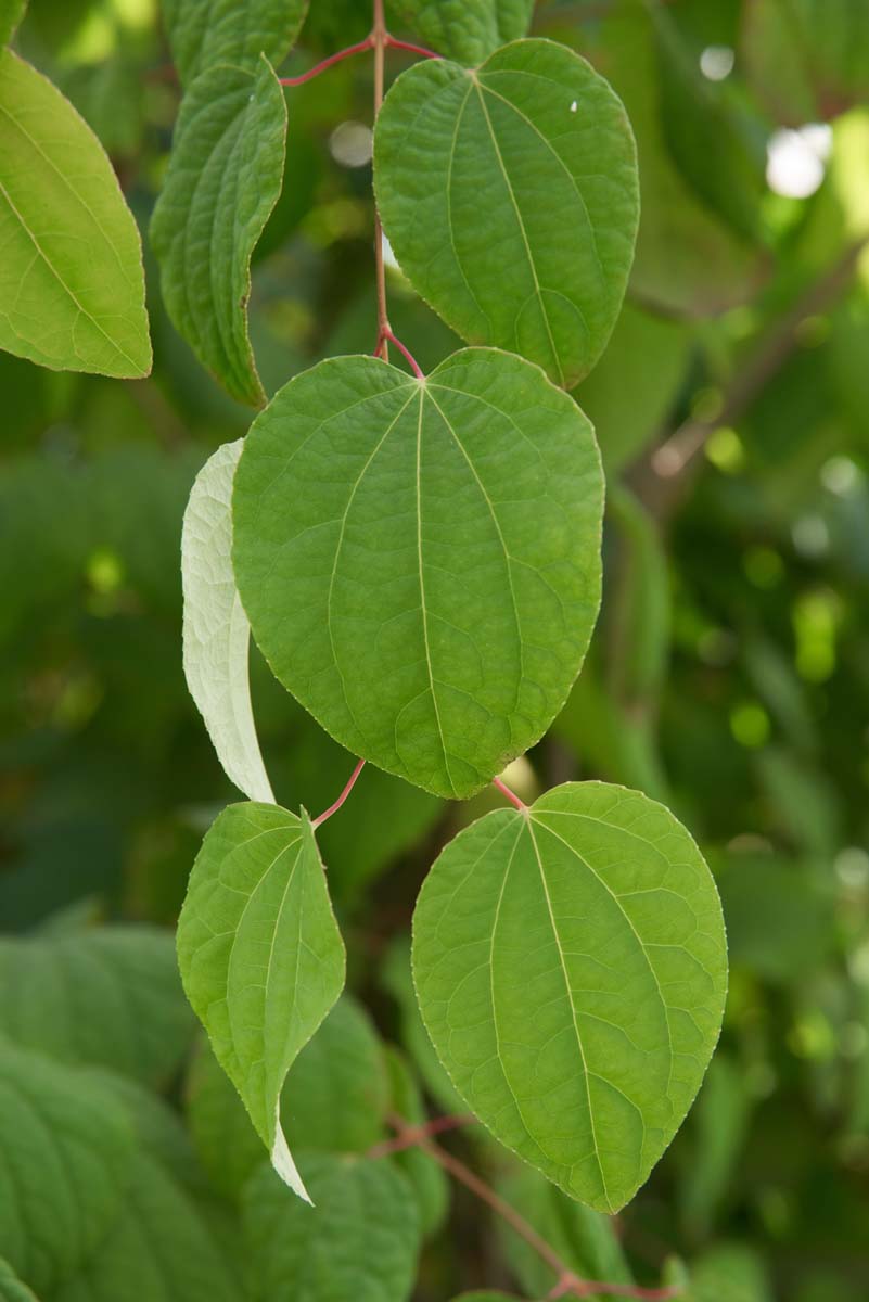 Cercidiphyllum japonicum Tuinplanten blad