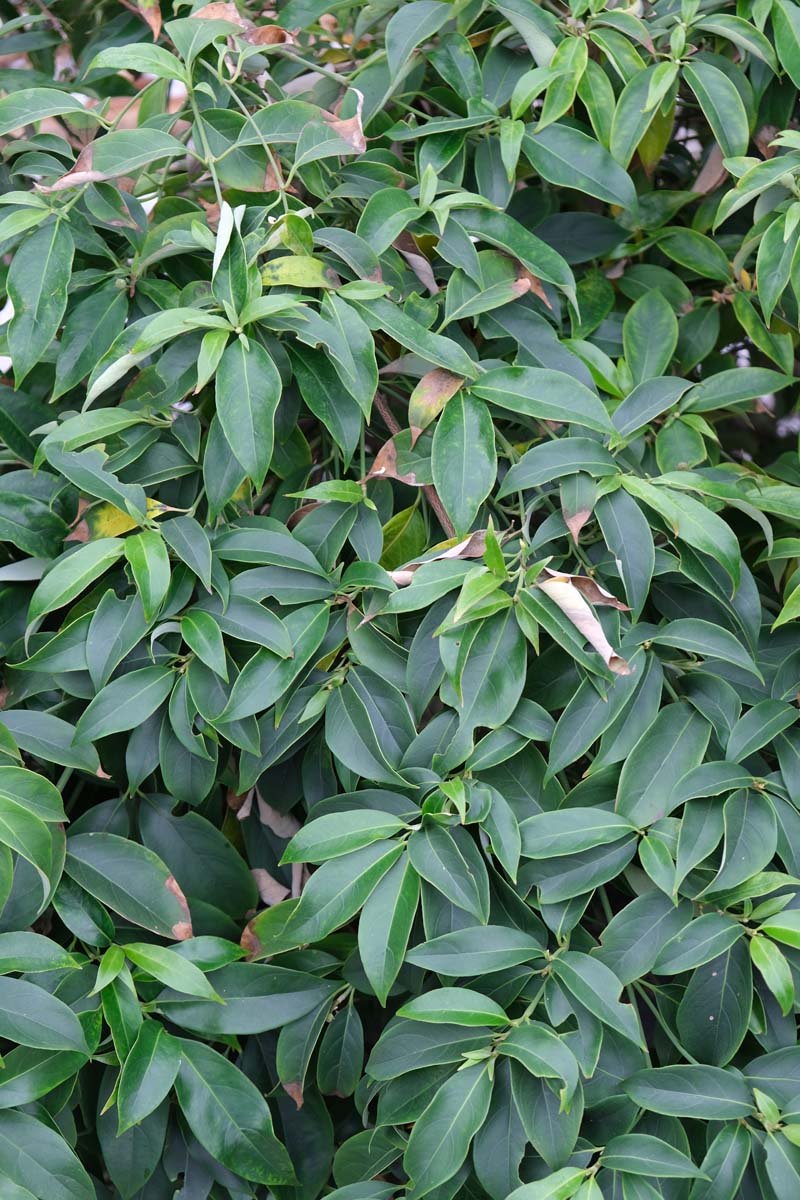 Cornus elliptica 'Elsbry' Tuinplanten blad