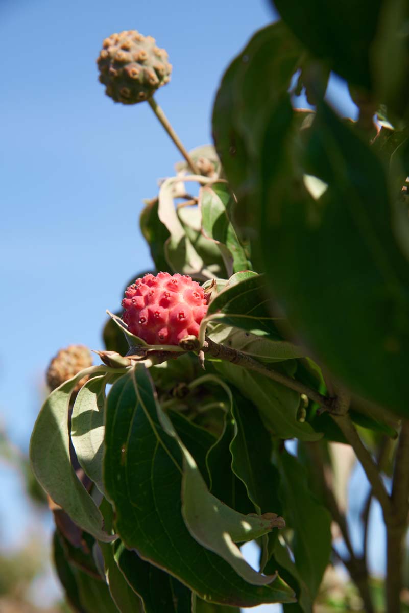 Cornus kousa 'Teutonia' solitair vrucht