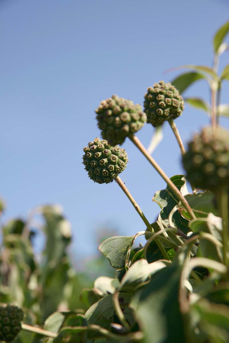 Cornus kousa 'Weisse Fontaine' op stam vrucht
