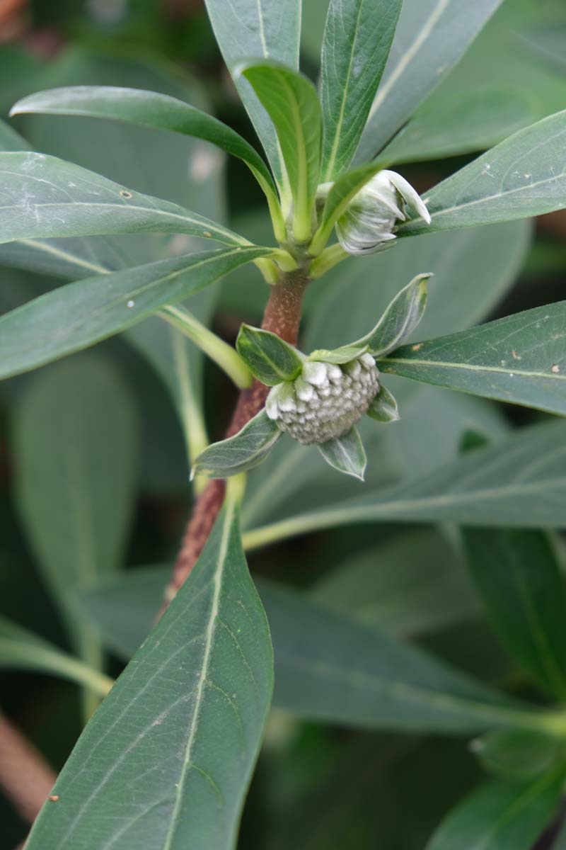 Edgeworthia chrysantha 'Grandiflora' haagplant bloem