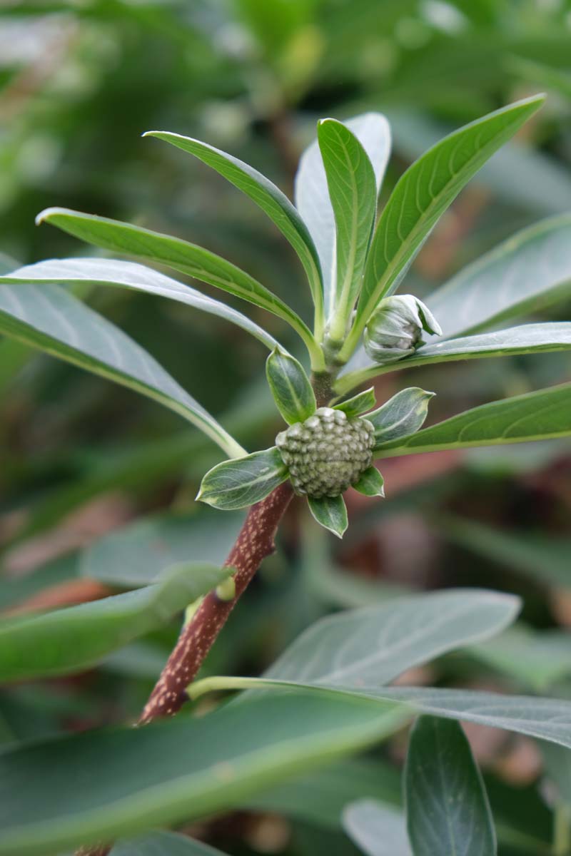 Edgeworthia chrysantha 'Grandiflora' Tuinplanten bloem