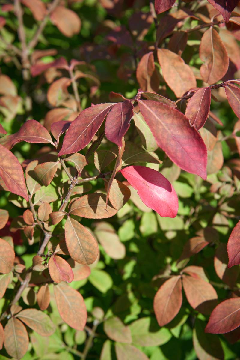 Euonymus alatus 'Compactus' meerstammig / struik blad