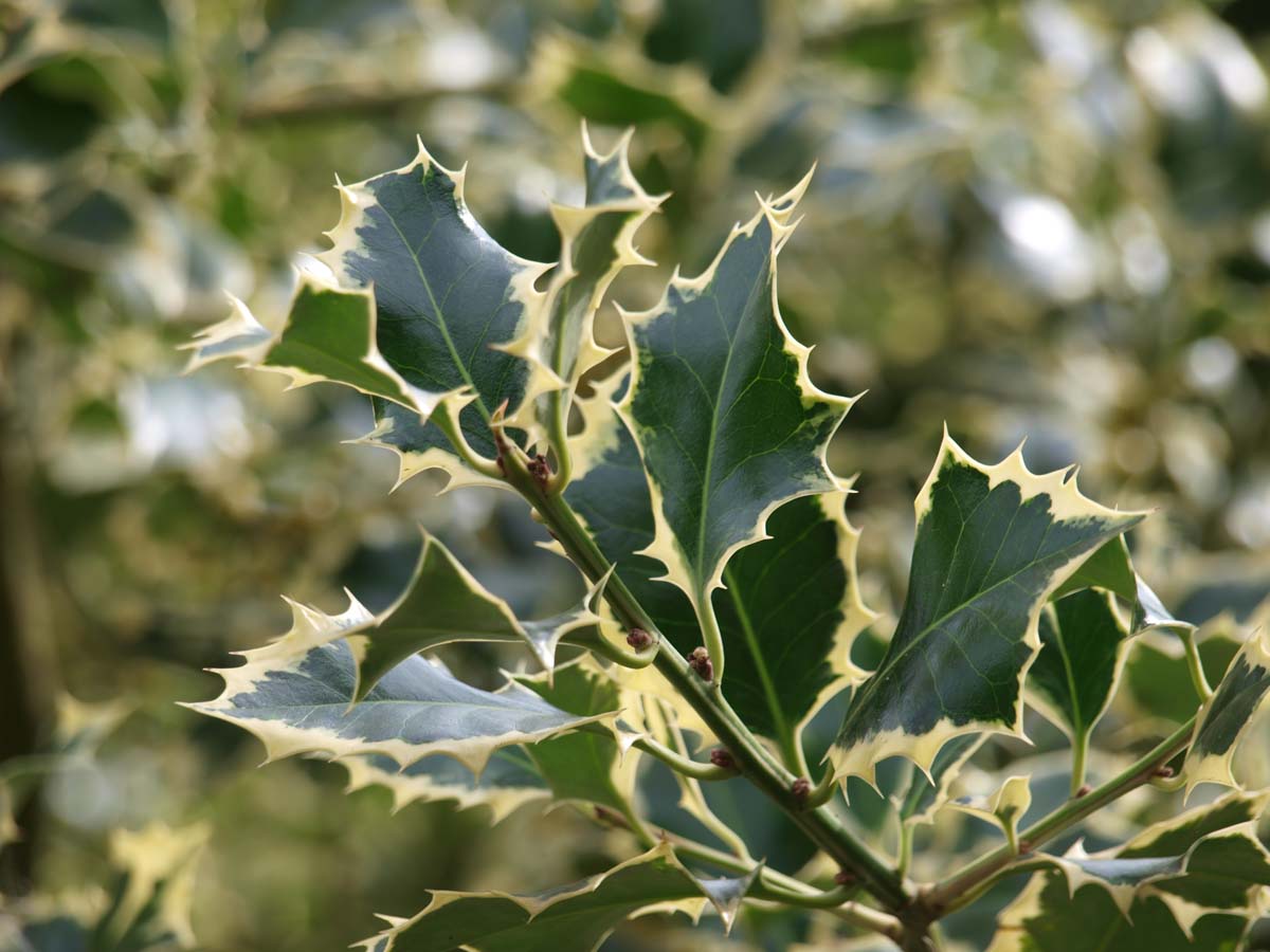 Ilex aquifolium 'Ferox Argentea' meerstammig / struik blad