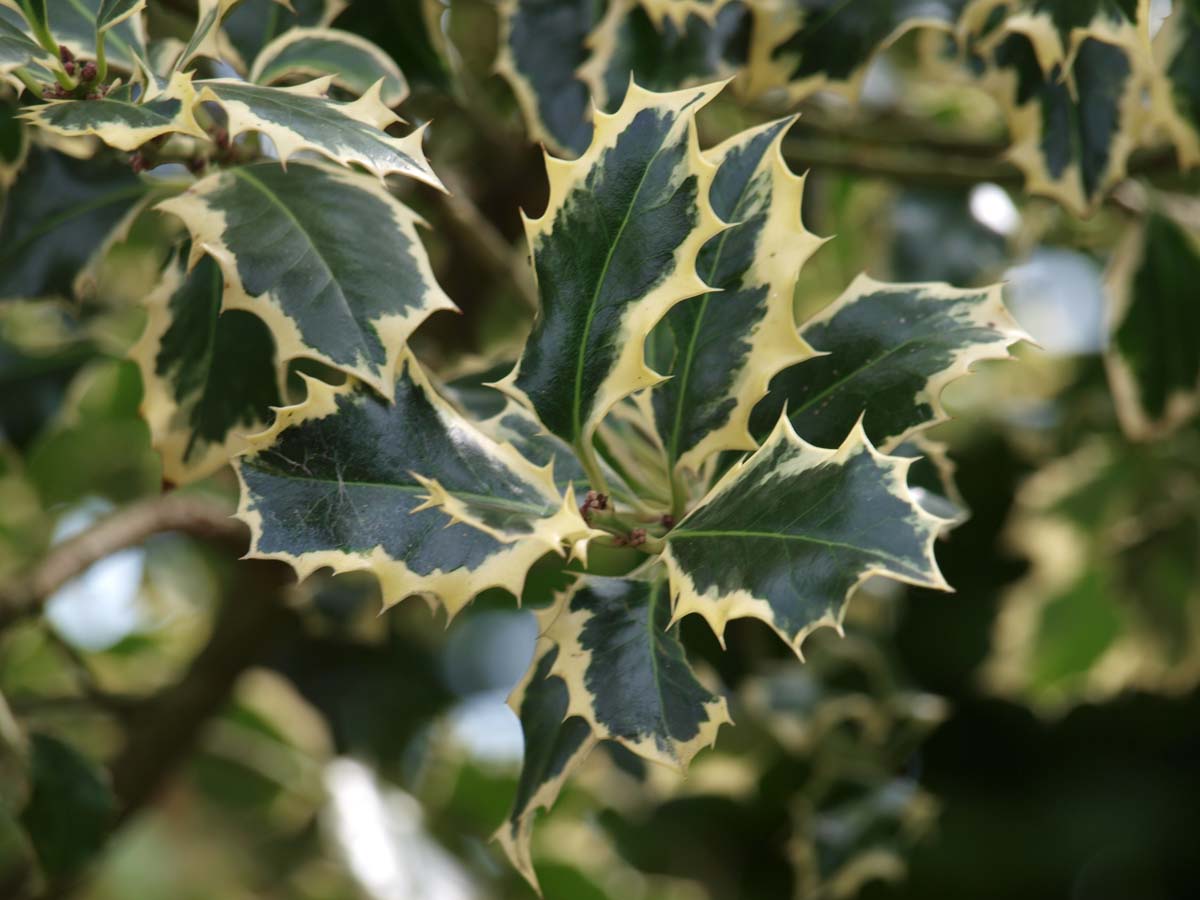 Ilex aquifolium 'Ferox Argentea' meerstammig / struik blad