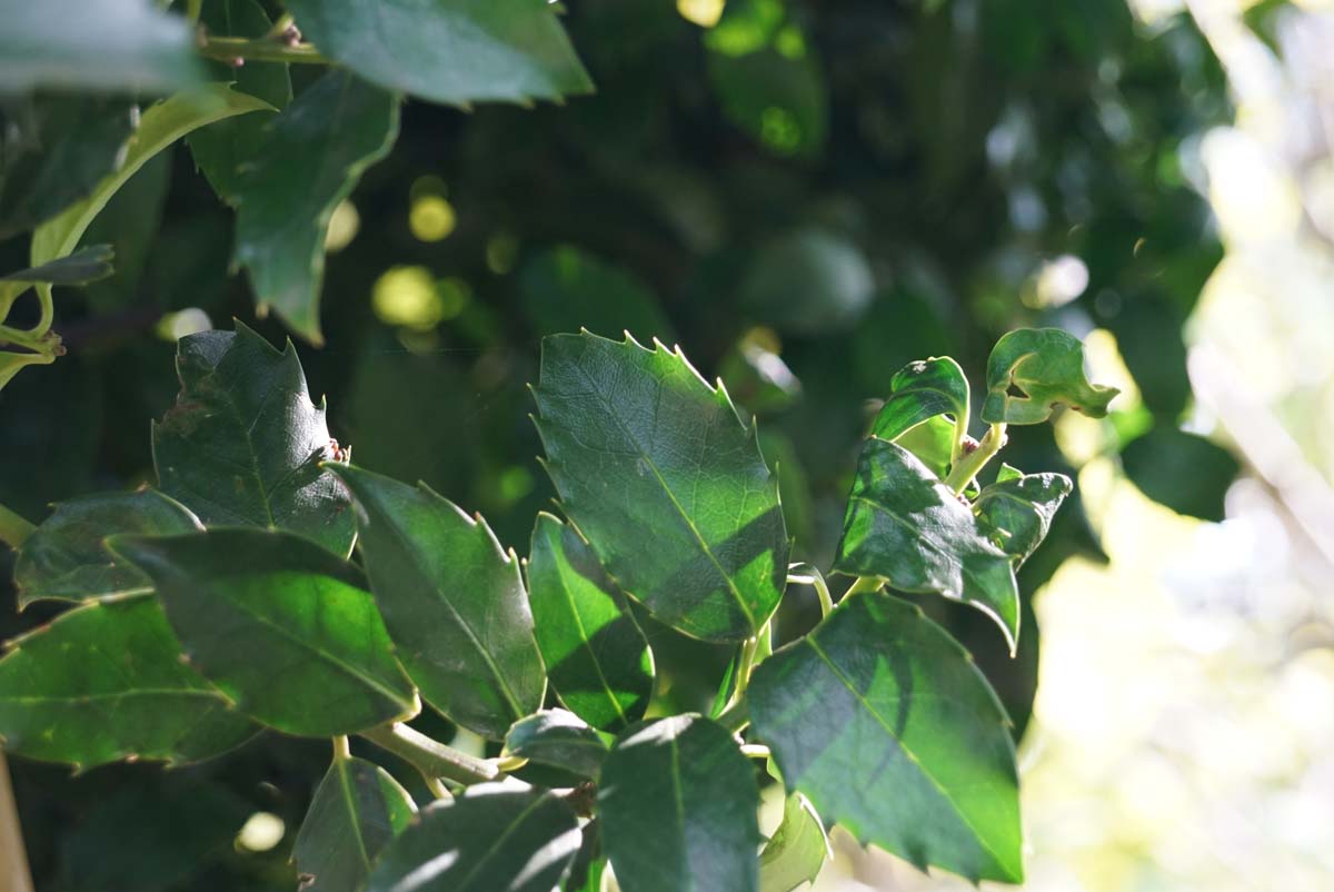 Ilex meserveae 'Mesid' solitair blad