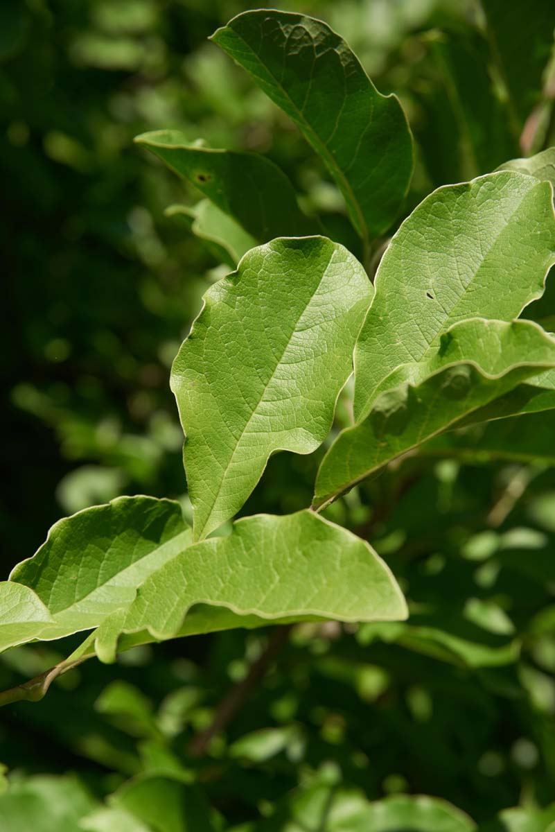 Magnolia loebneri 'Merrill' Tuinplanten blad