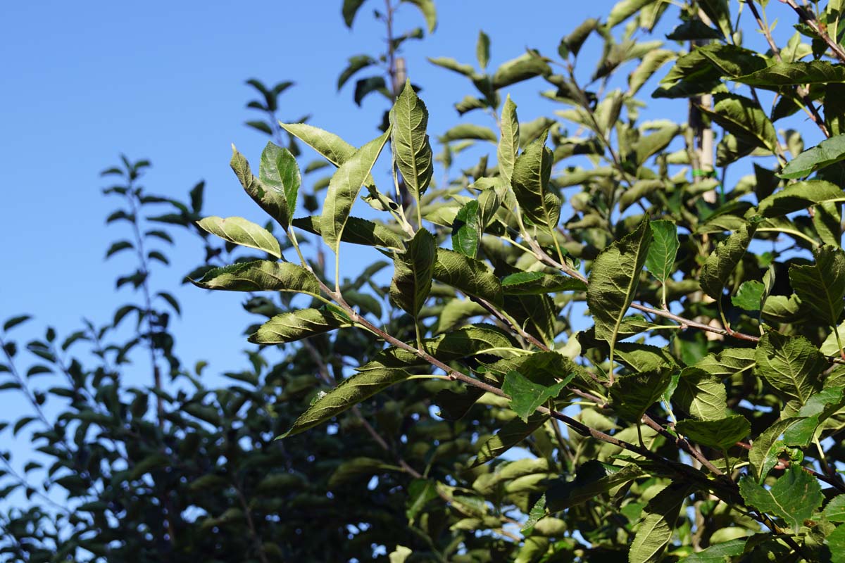 Malus domestica 'Notarisappel' meerstammig / struik appel