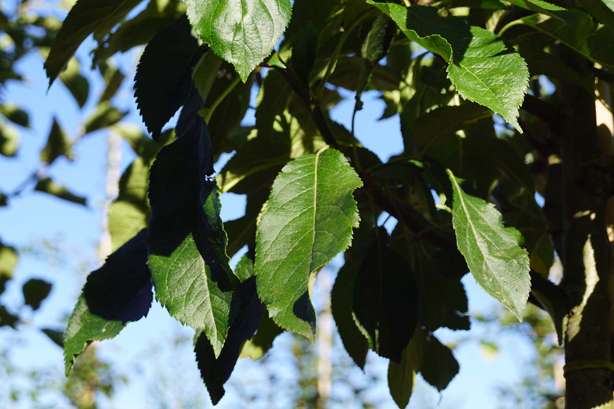 Malus domestica 'Notarisappel' leiboom blad