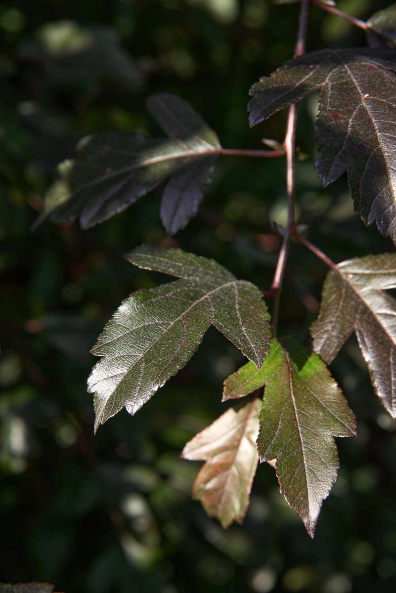 Malus toringo 'Freja' leiboom blad
