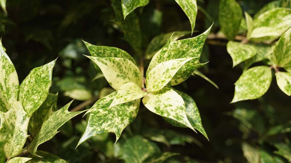 Osmanthus heterophyllus 'Aureomarginatus' Tuinplanten blad